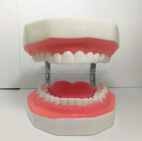 Стоматологическая модель для обучения моделирования зубов
