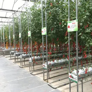 Glass Green House with Greenhouse Equipments for Modern Cultivation/Tomato/Pepper/Egg Plant/Cucumber Cultivation