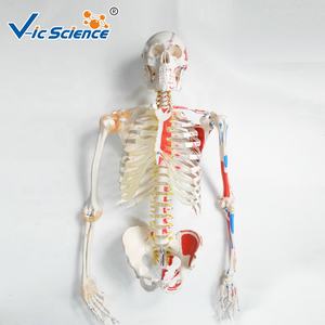 <span class=keywords><strong>Esqueleto</strong></span> humano <span class=keywords><strong>real</strong></span> de <span class=keywords><strong>tamaño</strong></span> <span class=keywords><strong>real</strong></span> de ciencia médica a la venta <span class=keywords><strong>esqueleto</strong></span> humano médico anatómico modelo <span class=keywords><strong>esqueleto</strong></span> de <span class=keywords><strong>tamaño</strong></span> <span class=keywords><strong>real</strong></span> - Product Image 4