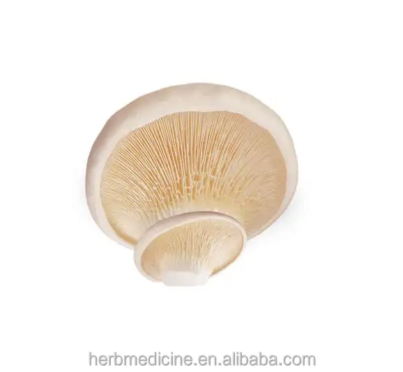 White Sanctity Mushroom White King oyster mushroom Pleurotus nebrodensis Inzenga for sale