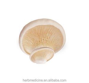 Obral Jamur Sanctity Raja Putih Jamur Tiram Pleurotus Nebrodensis Inzenga - Product Image 1