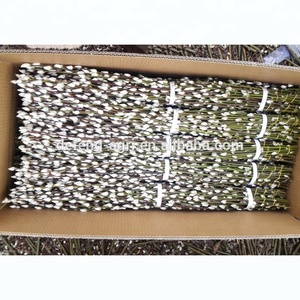 Rami di Salice Bianco Essiccati per Decorazioni Primaverili e Artigianato - Product Image 1