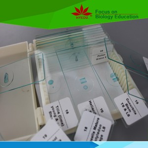 Langue individuelle de haute qualité sec. (montrer le bourgeon de goût) lames préparées au <span class=keywords><strong>microscope</strong></span> - Product Image 3