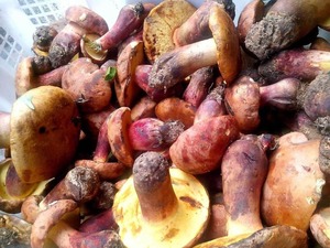 Detan rojo salvaje setas <span class=keywords><strong>boletus</strong></span> - Product Image 3