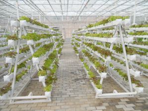 Dọc thủy canh vận chuyển Farming <span class=keywords><strong>container</strong></span> phát triển trang trại cho cho Rau diếp cây lá - Product Image 4