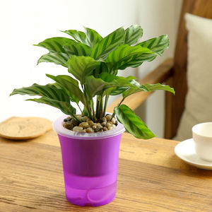 <span class=keywords><strong>Jardin</strong></span> pot de fleur intérieur ou une utilisation en extérieur mignon corée fleur pot avec dans la couleur différente - Product Image 1