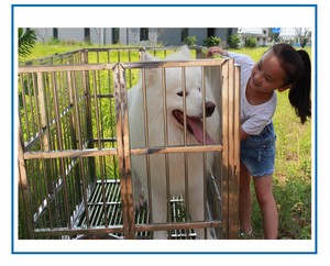 Fabrika kaynağı küçük orta büyük Metal katlanır Pet kedi köpek kafesi kediler ve köpekler için tekerlekler ile - Product Image 5