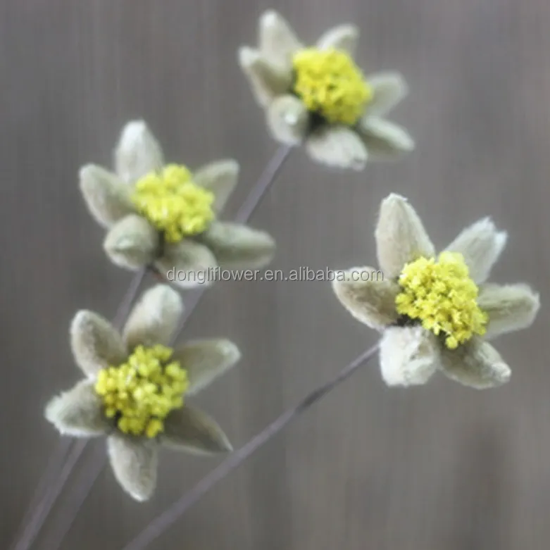 Edelweiss Leontopodium Alpinum ดอกไม้ประดิษฐ์ทำด้วยมือแต่วัสดุธรรมชาติ
