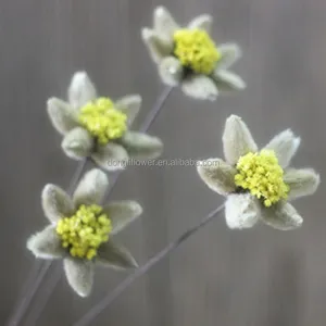 Edelweiss-Flor artificial de alpinum leontopodio, hecho a mano, pero materiales naturales