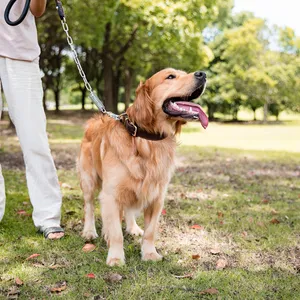 Specialized genuine leather charmful pet dog collar