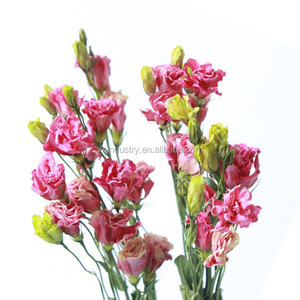 Flores Secas Naturales <span class=keywords><strong>Eustoma</strong></span> <span class=keywords><strong>Grandiflorum</strong></span> Lisianthus en Oferta para Celebraciones de Navidad y Halloween - Product Image 5