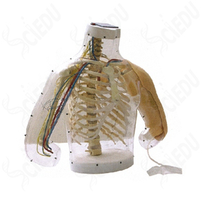 Mannequin de formation médicale pour la science médicale <span class=keywords><strong>Injection</strong></span> <span class=keywords><strong>intramusculaire</strong></span> du bras supérieur et mannequin de formation médicale modèle contrastif - Product Image 1
