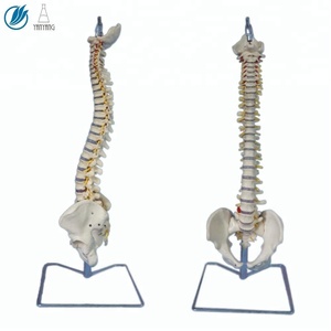 <span class=keywords><strong>Model</strong></span> Tulang Belakang Anatomis Medis Buatan