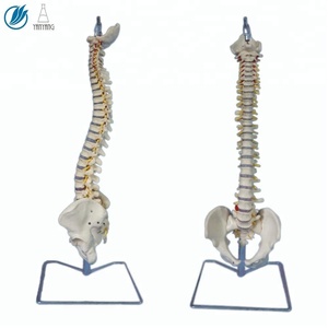 Künstliches medizinisches anatomisches Wirbelsäulen modell