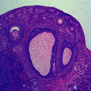 Kits de diapositivas de microscopio preparado para histología del cuerpo humano