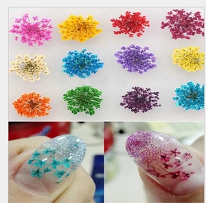 Popolare 12 colori di Arte Del Chiodo 3D Fiore Secco Naturale Premuto Secchi <span class=keywords><strong>Fiori</strong></span> di Pizzo Della Decorazione di Bellezza Nail <span class=keywords><strong>Sticker</strong></span> per UV LED gel - Product Image 6