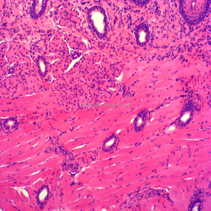 Set di Vetrini Preparati per Istologia per <span class=keywords><strong>Scuole</strong></span> <span class=keywords><strong>Medie</strong></span> e Studi Medici, Vetrini Preparati per Microscopi Scolastici per Bambini - Product Image 3