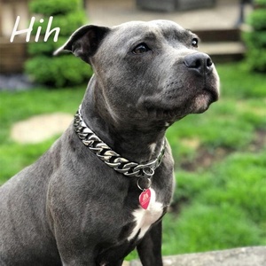 Großhandel Haustier Trainings produkte Hunde geschirr Starke Edelstahl Hunde kette Halsband Haustier kette - Product Image 1