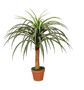Madre adecuado Palma <span class=keywords><strong>Cola</strong></span> <span class=keywords><strong>de</strong></span> <span class=keywords><strong>Caballo</strong></span>-Nolina Recurvate - Product Image 5