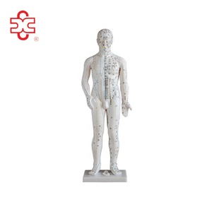 70 सेमी मानव एक्यूपंक्चर सुई बिंदु मॉडल - Product Image 1