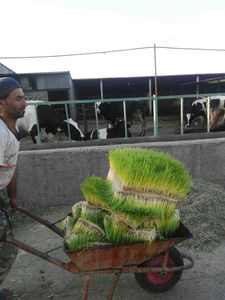 Máy Mầm Tỏi/Máy Gieo Hạt/Máy Gieo Hạt - Product Image 3