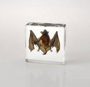 Acrílico muestra de calamar estructura integrada <span class=keywords><strong>biológica</strong></span> pisapapeles de cristal muestra - Product Image 3