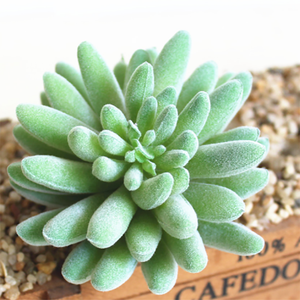 Planta Artificial de Cactus Azul en Plástico, Mini Planta sin Maceta para Decoración del Hogar, Pequeña Planta de Plástico para Decoración de Estilo Desértico - Product Image 4
