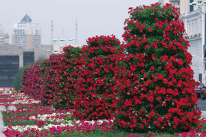 Systèmes de jardinage vertical en bois massif, piscines de jardin françaises, tour verticale, pot de fleurs de jardin - Product Image 6