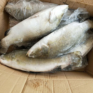 <span class=keywords><strong>Barramundi</strong></span> สดแช่แข็งลดราคา - Product Image 1