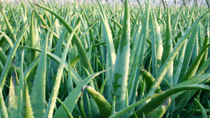 Aceite de <span class=keywords><strong>aloe</strong></span> <span class=keywords><strong>vera</strong></span> para el crecimiento del cabello, aceite de masaje de <span class=keywords><strong>aloe</strong></span> <span class=keywords><strong>vera</strong></span>, aceite de jojoba - Product Image 4