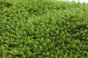 Micro-cảnh quan tươi rêu phụ kiện Chai sinh thái vật liệu - Product Image 3