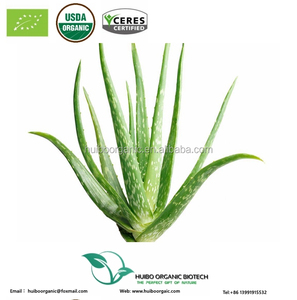 Polvo de extracto de <span class=keywords><strong>Aloe</strong></span> <span class=keywords><strong>Vera</strong></span>/GEL de <span class=keywords><strong>Aloe</strong></span> <span class=keywords><strong>Vera</strong></span> a granel/personalizado - Product Image 2