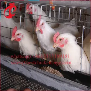 鶏肉自動タイプ家禽ケージナイジェリア3層120容量中国製