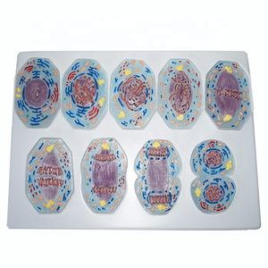 Modelo de <span class=keywords><strong>Mitosis</strong></span> de células de animales de plástico, 9 Uds. - Product Image 4