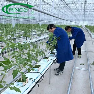 Agricultural Glass Panel Galvanized Steel Structure Greenhouse For Tomato