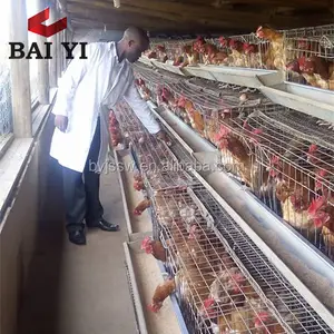 Chicken Cage Companies Looking for Partners in Africa