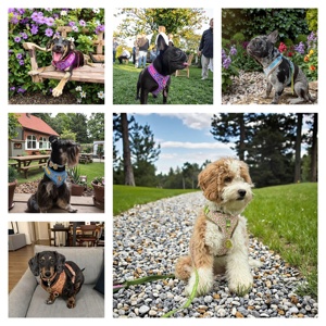 MIDEPET Modische reflektierende Nylon legierung Haustier geschirr Neujahr Valentinstag Eis druck Hunde leine Nettes Outdoor-Halsband - Product Image 4