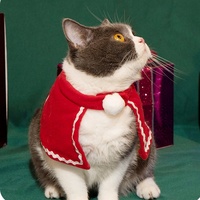 Manteau amusant pour chaton et chat, tenue de Noël avec écharpe et cape pour chien du Nouvel An, chapeau et écharpe d'hiver en polyester, vente en gros