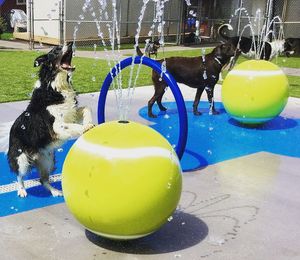 Spruzzatore d'Acqua per Palline da Tennis in Acciaio Inossidabile |   Funkzione Spray per Piscina per Animali Domestici |   Attrezzatura Professionale per Giochi d'Acqua in Piscina per Cani - Product Image 3