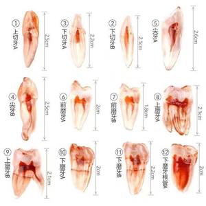 Canini dentali incisivi molari denti polpa cavità modello 3D - Product Image 2