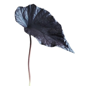 Hojas <span class=keywords><strong>de</strong></span> <span class=keywords><strong>Colocasia</strong></span> Teñidas y Texturizadas al por Mayor, en Naranja y Negro, para Decoración <span class=keywords><strong>de</strong></span> Habitaciones con Estilo Minimalista en Jarrones - Product Image 5