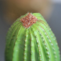Colonne de cactus artificielle à trois têtes 63-145cm, plante du désert verte en pot, résistante aux UV, écologique pour la décoration de la maison et du jardin