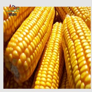 รำข้าวโพดแห้งและกลูเตนป้อนข้าวสาลีโปรตีนสูงสำหรับวัวสุนัขหมูม้ากุ้งปลาสัตว์อื่นๆ-บรรจุภัณฑ์ถุง - Product Image 6