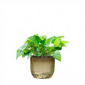 <span class=keywords><strong>Jardinière</strong></span> innovante à <span class=keywords><strong>action</strong></span> capillaire pour une humidité constante, idéale pour la décoration de bureau - Product Image 1