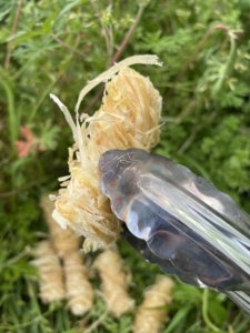 Miglior prezzo campeggio BBQ fuoco griglia di avviamento camino legna e stufa a <span class=keywords><strong>Pellet</strong></span> legna carbone di legna - Product Image 6