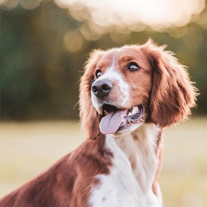 ODM/OEM Marque Privée Friandises à Mâcher pour Chiens pour les Hanches et les Articulations - Soutien à la Mobilité, Friandises Tendres avec Glucosamine et Vitamine D3 - Product Image 3