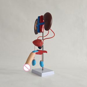 Sistema Urogenital Masculino Desmontable, Riñón, Vejiga, Testículos, Sistema de Reproducción Genital y Urinario - Product Image 1