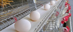 Cinta Transportadora de Huevos de Polietileno Tejido de 300 mm, Transportador de Huevos de Polipropileno para Jaulas de Gallinas Ponedoras, Granja Avícola - Product Image 6