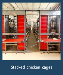 Système <span class=keywords><strong>de</strong></span> cages automatiques en H pour poules pondeuses, en acier galvanisé, élevage haute densité, optimisation <span class=keywords><strong>de</strong></span> l'espace, garantie 1 an - Product Image 6