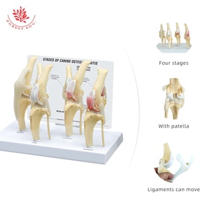 Modelo de rodilla para perro, esqueleto articulado canino de 4 etapas, Material de PVC de tamaño real, modelo anatómico Artificial para perro de ciencia médica - Product Image 4